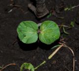 Hibiscus esculentus