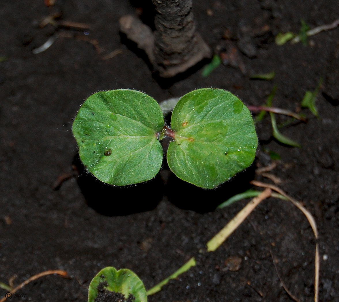 Image of Hibiscus esculentus specimen.