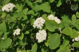 Viburnum lantana. Часть кроны цветущего куста. Республика Адыгея, левый борт долины р. Белая чуть ниже устья руч. Большой Руфабго, лиственный лес. 28.04.2018.