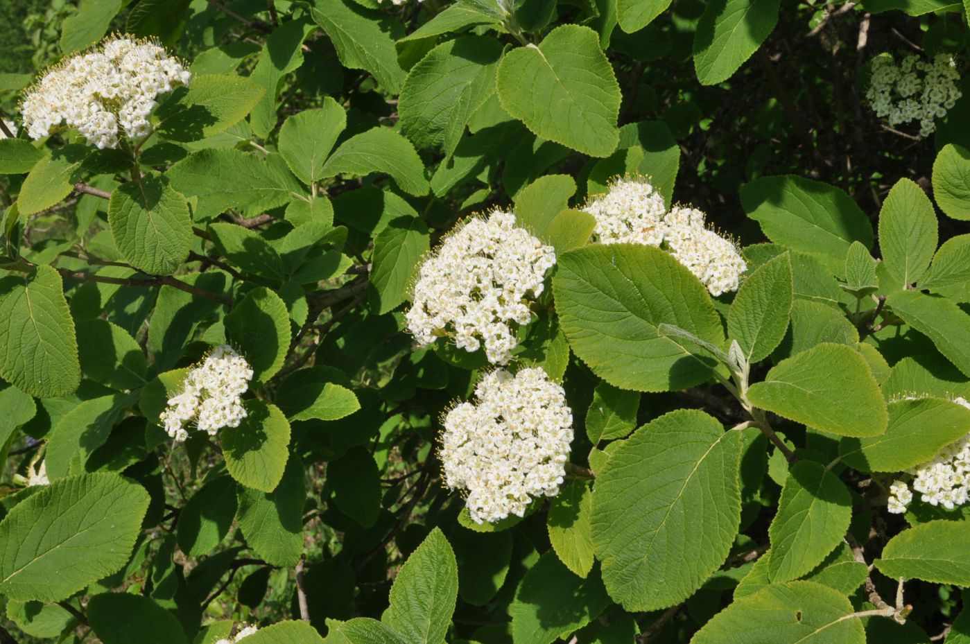 Image of Viburnum lantana specimen.