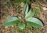 Verbascum phoeniceum