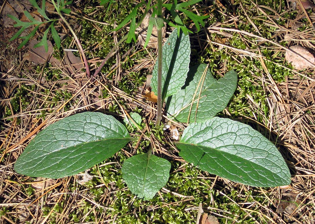 Изображение особи Verbascum phoeniceum.