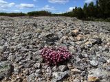 Douglasia ochotensis. Куртинка цветущих растений. Магаданская обл., окр. г. Магадан, пос. Снежная Долина, водораздел в бассейне р. Дукча, каменистое плато. 11.06.2017.