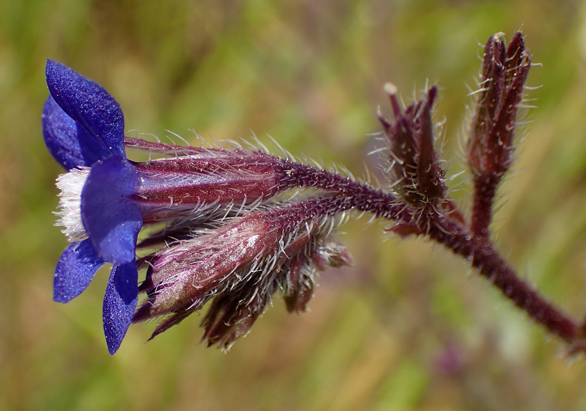 Image of Anchusa azurea specimen.