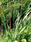 Typha latifolia