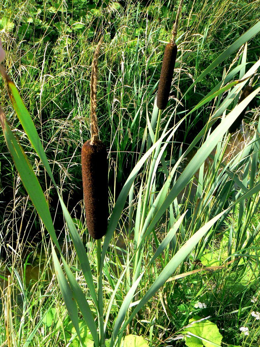 Image of Typha latifolia specimen.