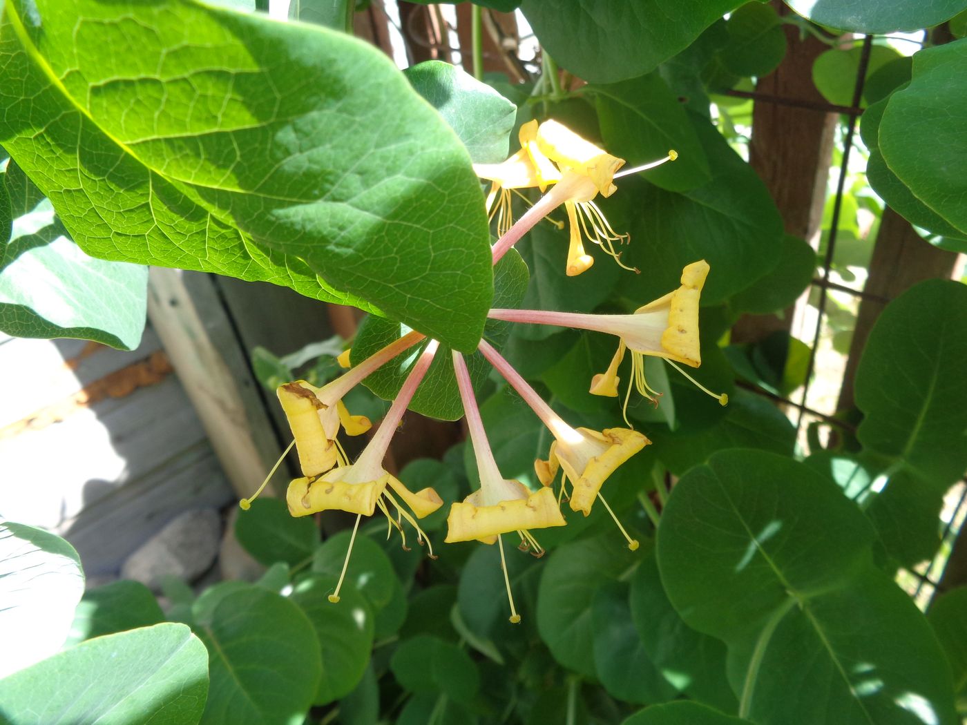 Image of Lonicera caprifolium specimen.