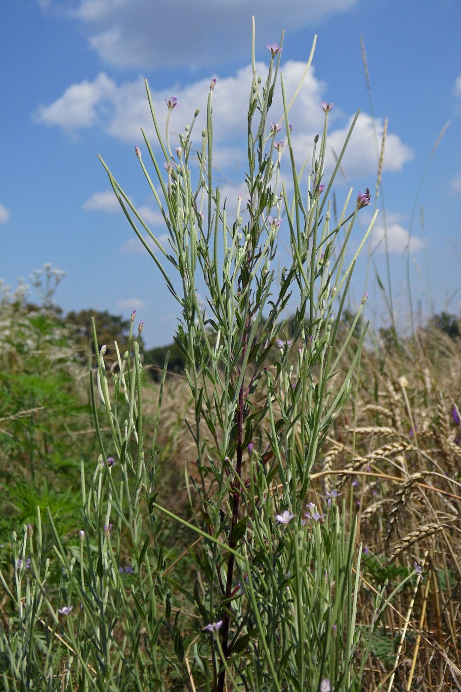 Изображение особи Epilobium tetragonum.