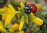 Trigonella подвид balansae