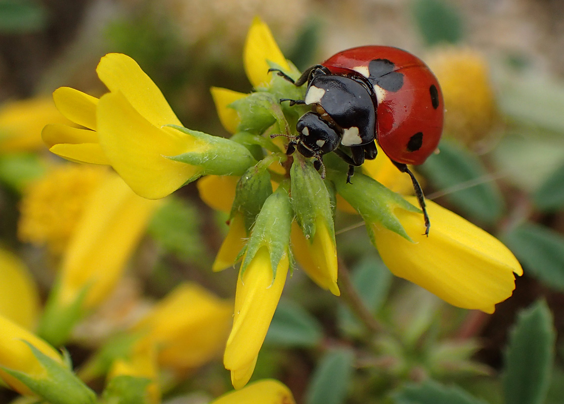 Изображение особи Trigonella corniculata ssp. balansae.
