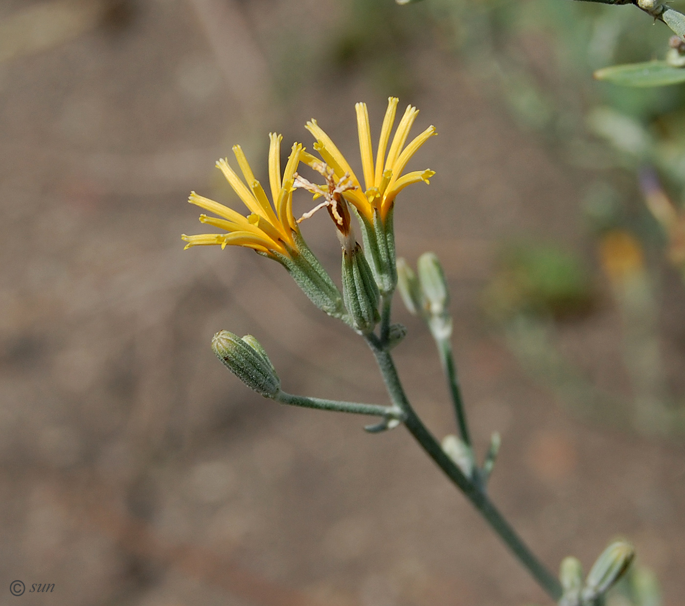 Image of genus Chondrilla specimen.