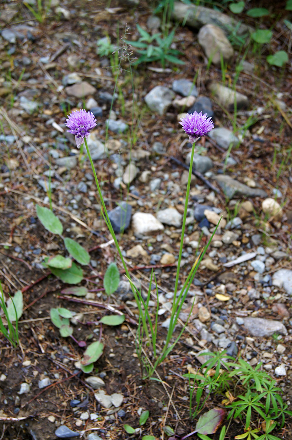 Изображение особи Allium schoenoprasum.