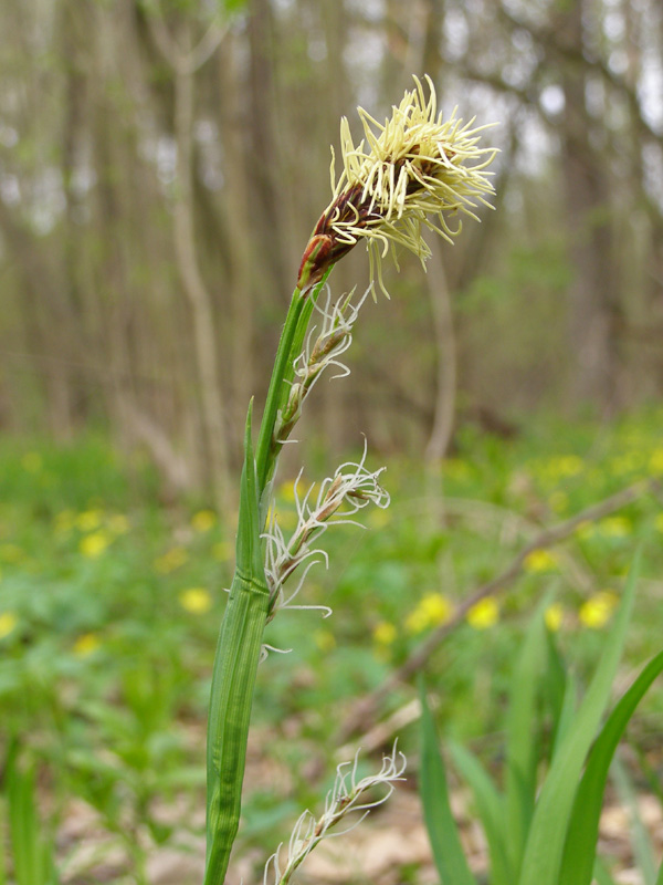 Изображение особи Carex pilosa.