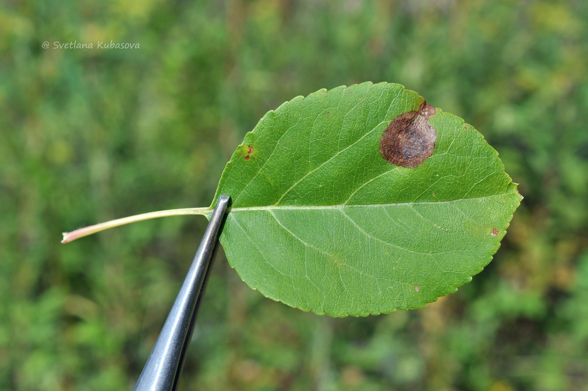 Image of Malus baccata specimen.
