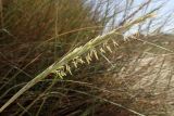 Ammophila arenaria ssp. arundinacea