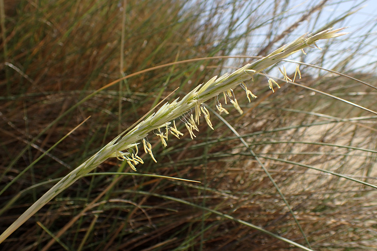 Image of Ammophila arenaria ssp. arundinacea specimen.