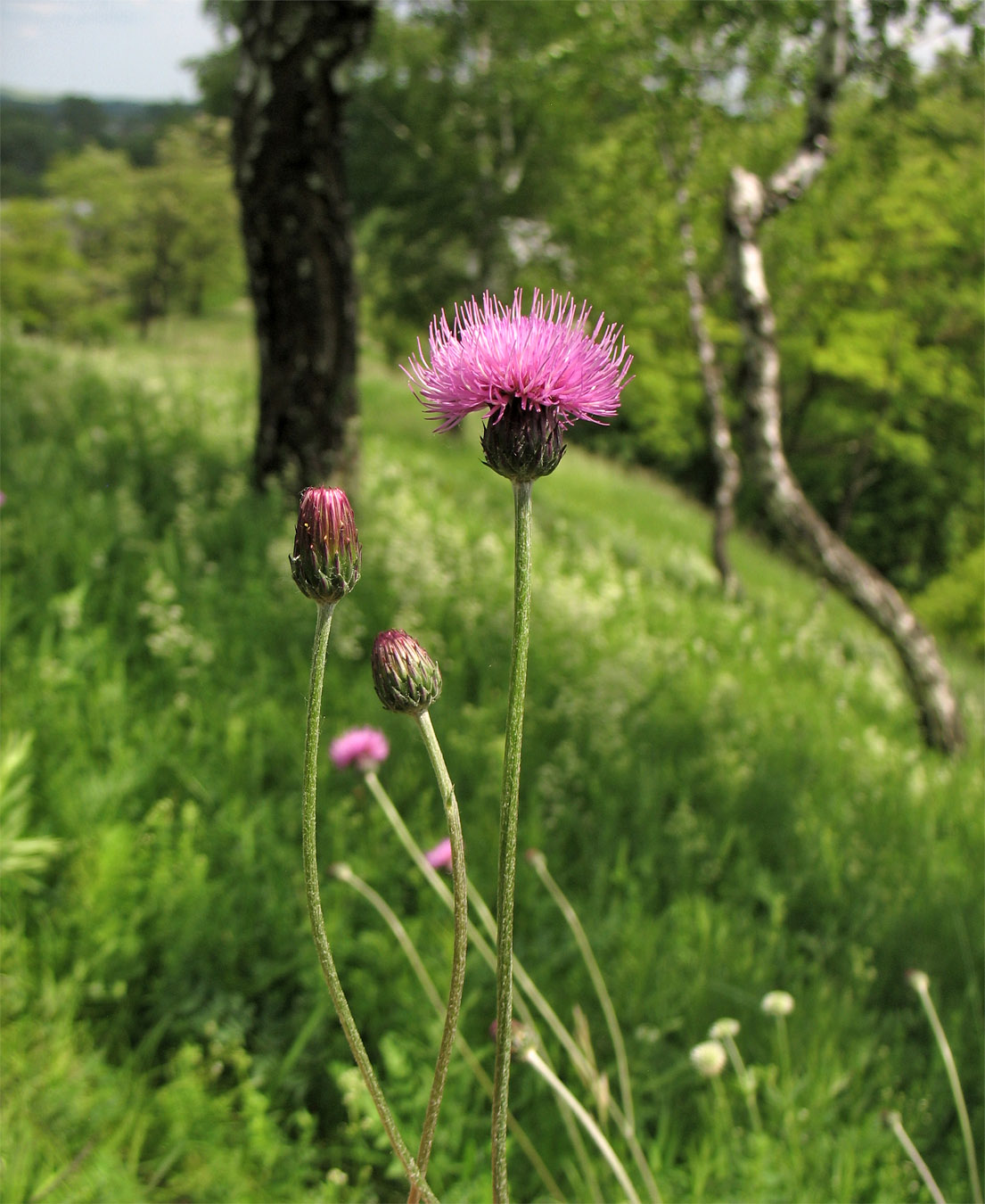 Image of Cirsium pannonicum specimen.