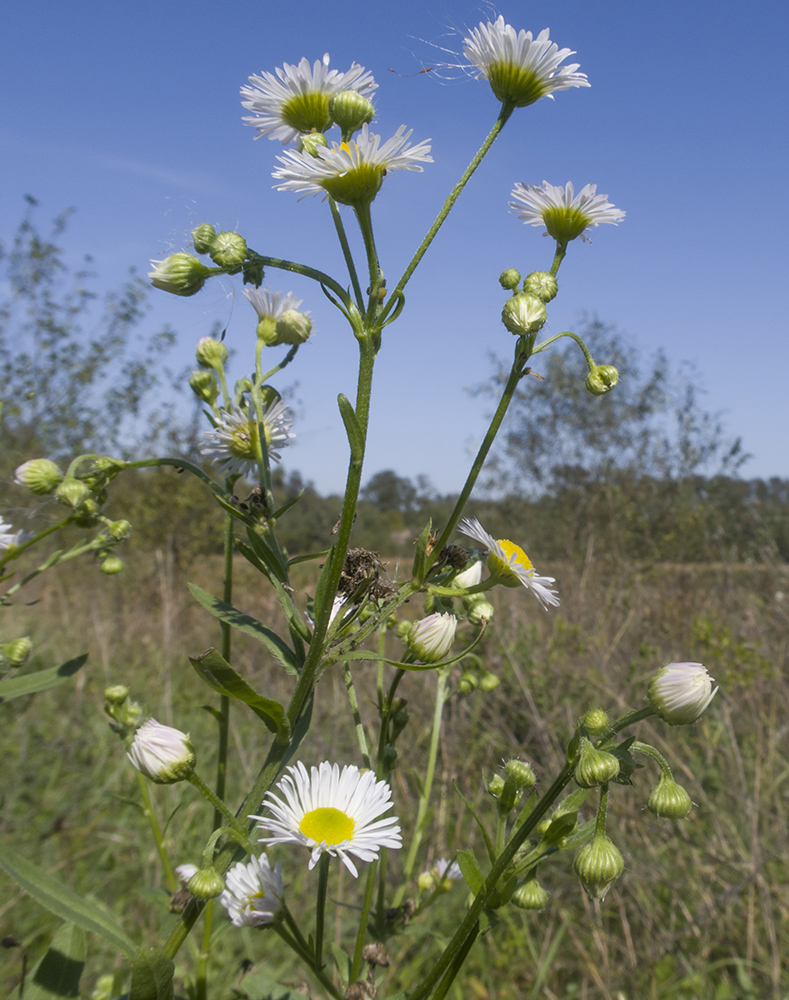 Image of Erigeron annuus specimen.