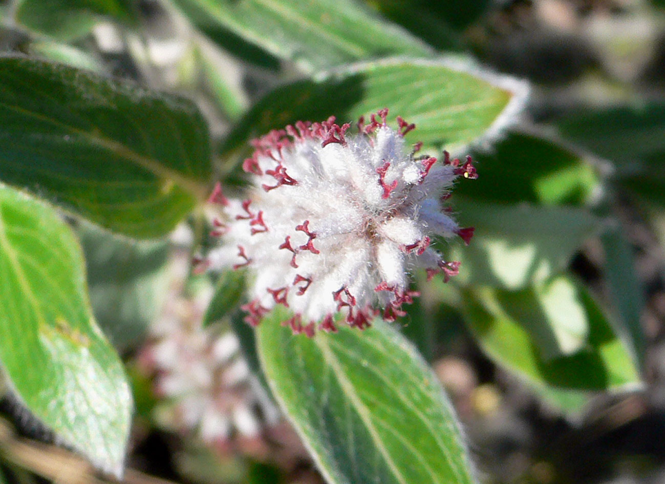 Image of genus Salix specimen.