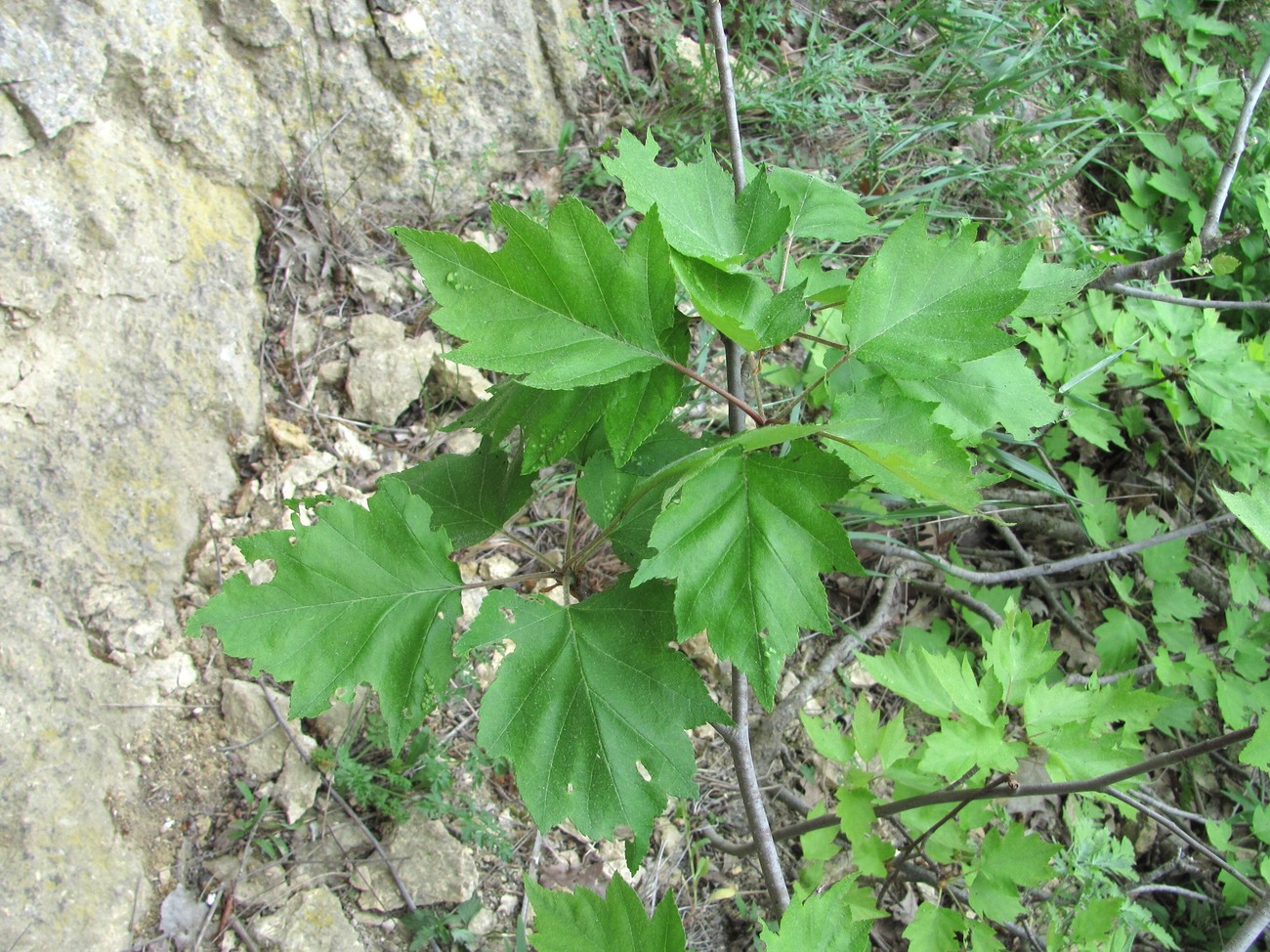 Image of Sorbus torminalis specimen.