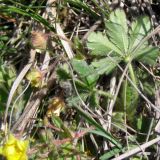 Potentilla depressa