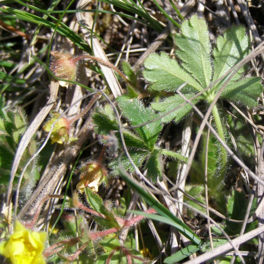 Image of Potentilla depressa specimen.