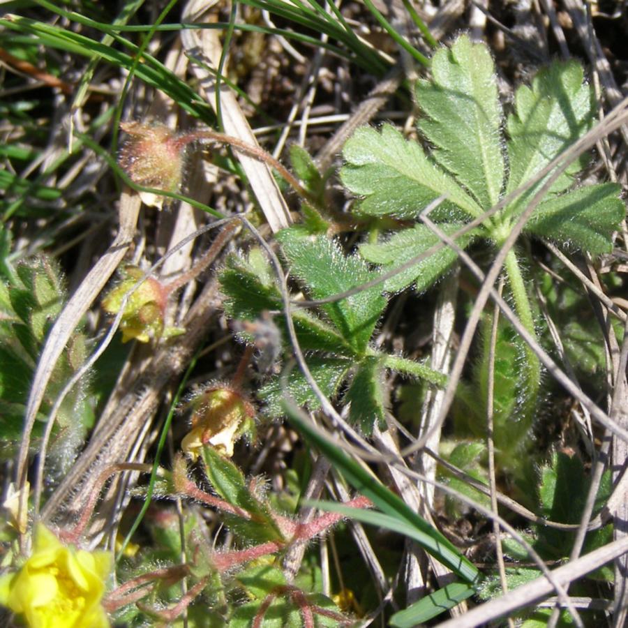 Изображение особи Potentilla depressa.