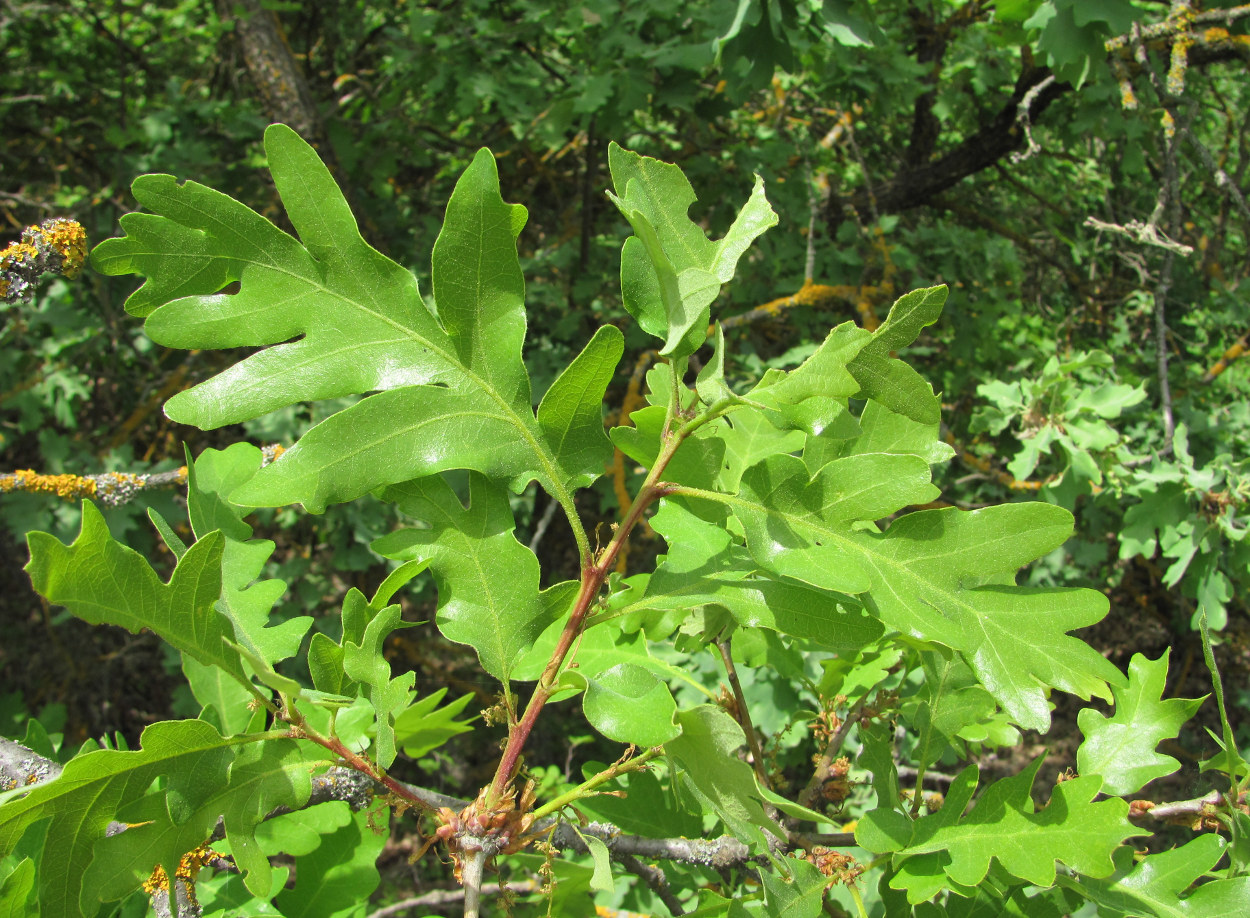 Image of Quercus pubescens specimen.