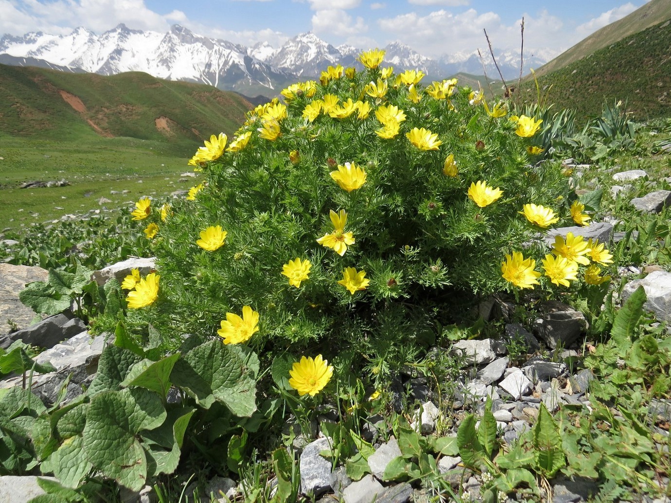 Image of Adonis turkestanica specimen.