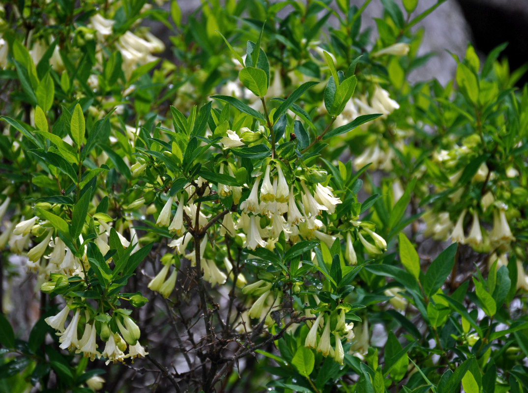 Image of Lonicera hispida specimen.