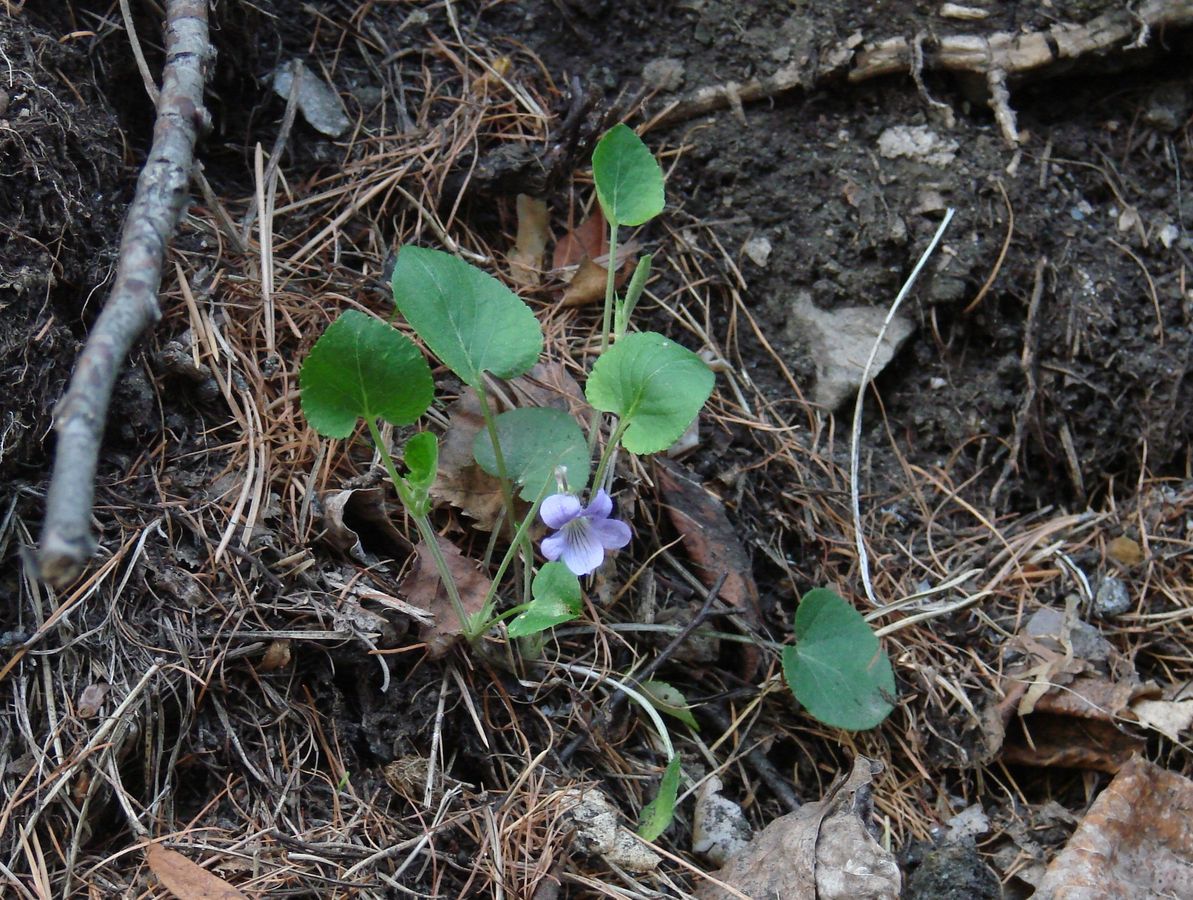 Изображение особи Viola sacchalinensis.