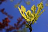 Ficus carica. Верхушка побега с молодыми листьями. Краснодарский край, Туапсинский р-н, долина ручья Красный Водопад, в культуре. 11.04.2013.
