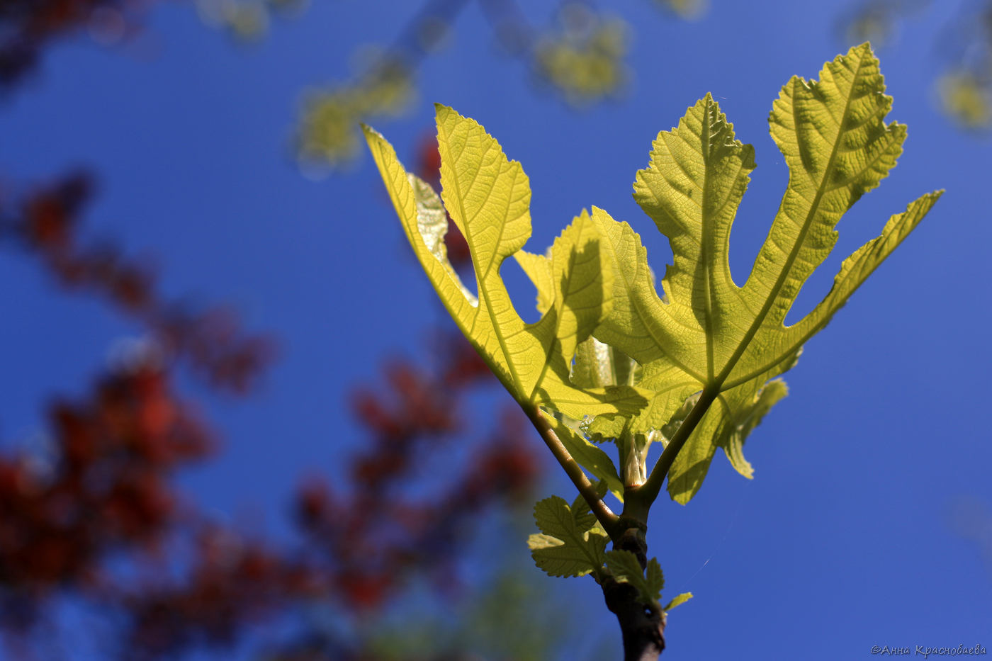 Изображение особи Ficus carica.