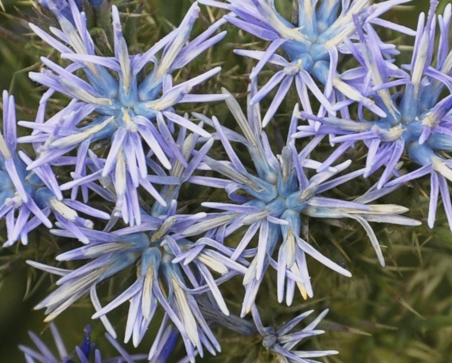 Image of Cardopatium corymbosum specimen.