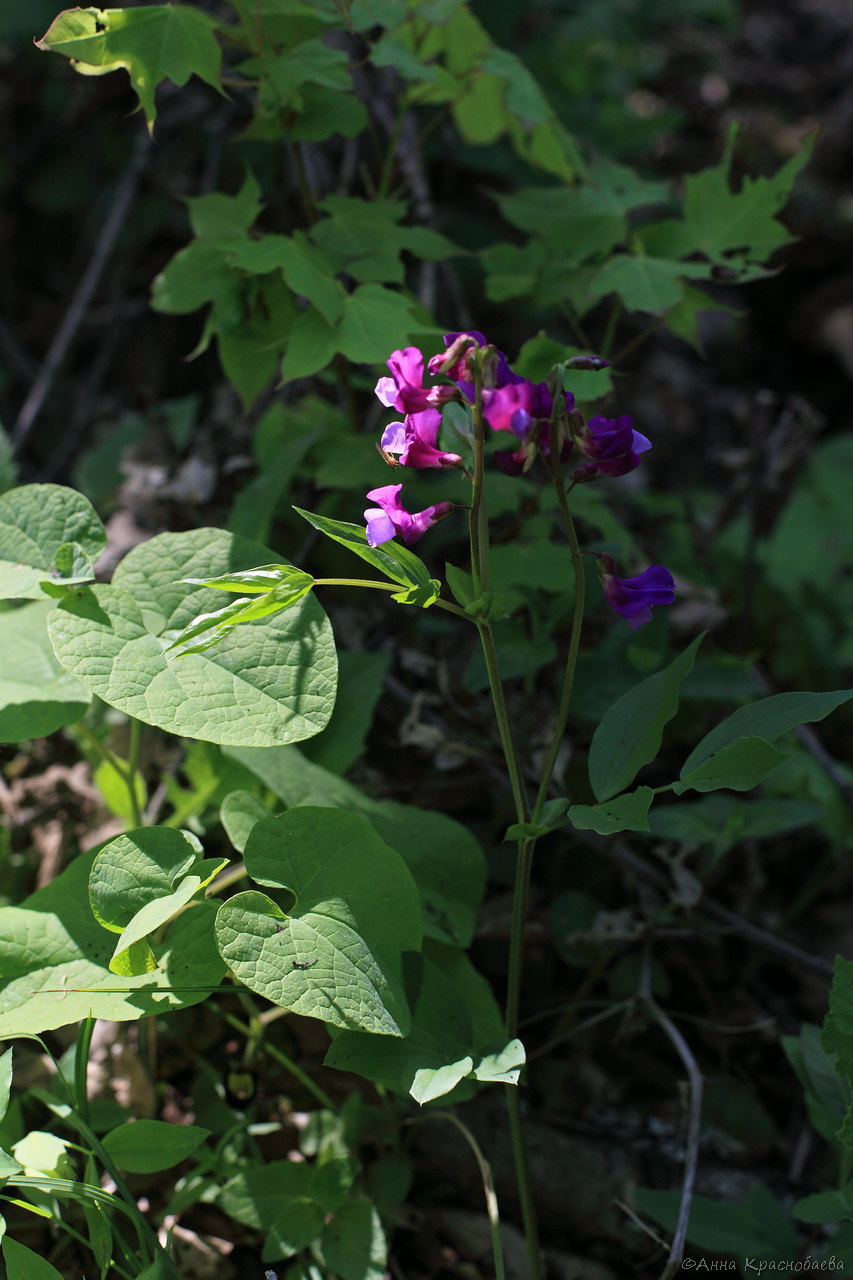 Изображение особи Lathyrus vernus.