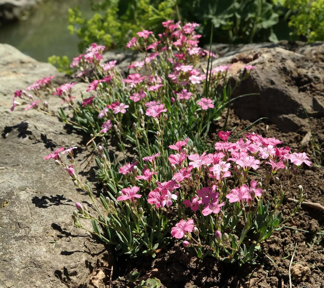 Image of Gypsophila repens specimen.