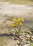 Gagea chlorantha