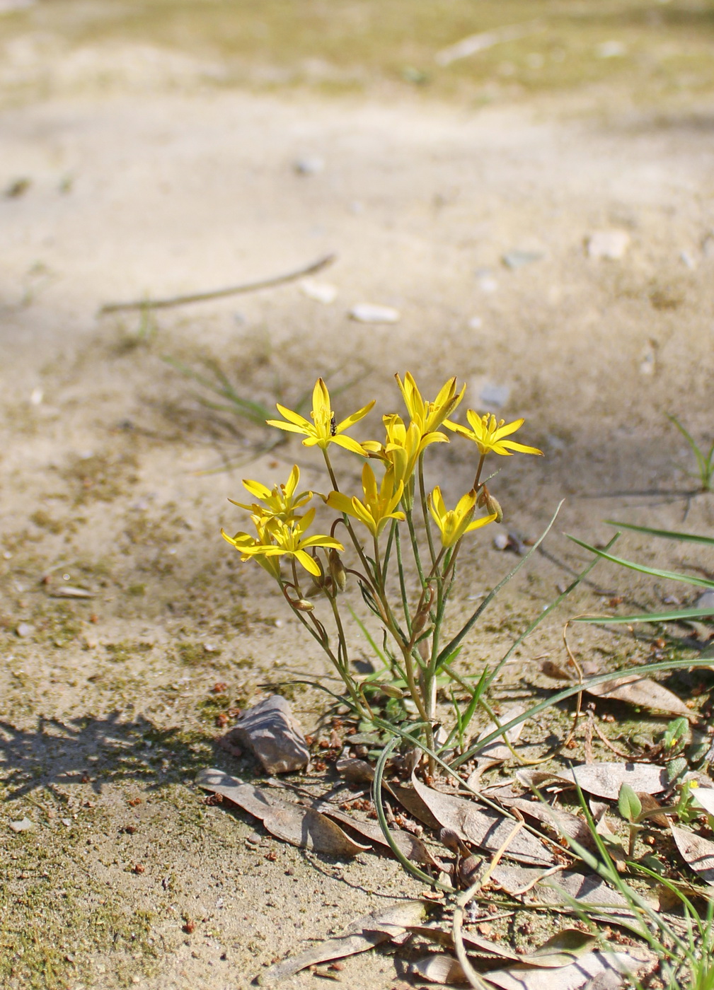 Изображение особи Gagea chlorantha.