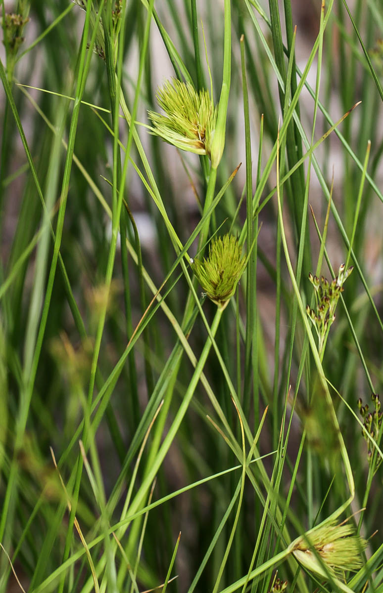 Изображение особи Carex bohemica.