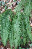 Polystichum aculeatum