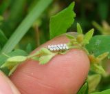 Veronica arvensis