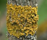 Xanthoria parietina. Слоевище с апотециями. Московская обл., Раменский р-н, окр. дер. Хрипань, садовый участок. 03.05.2019.