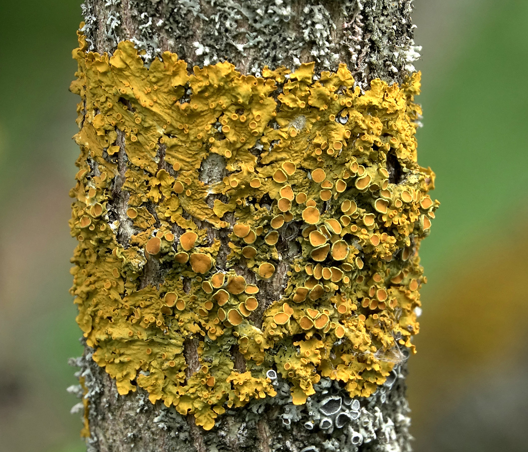 Image of Xanthoria parietina specimen.