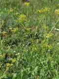Pastinaca sativa. Цветущее растение. Саратовская обл., Хвалынский р-н, окр. пос. Алексеевка, полоса между трассой и полем подсолнечника, луг. 06.08.2018.