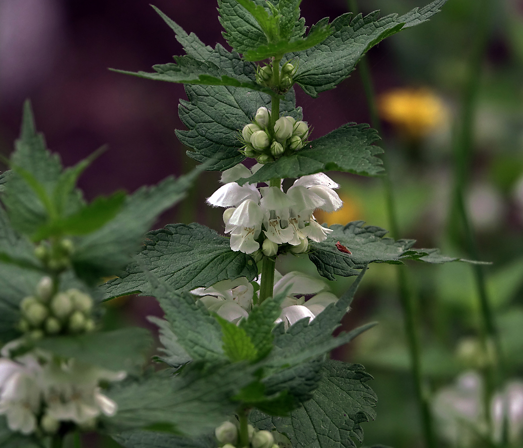 Image of Lamium album specimen.