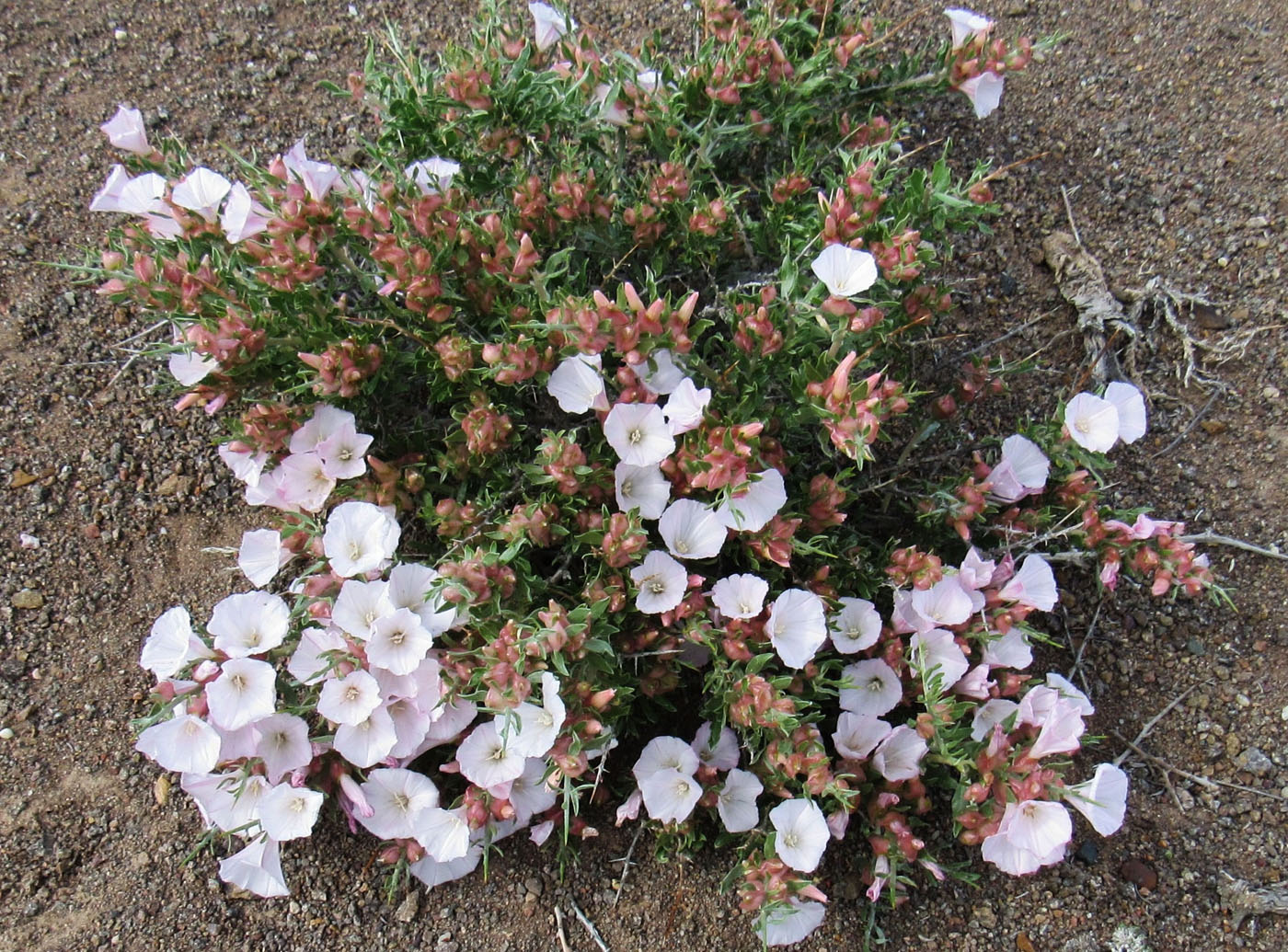 Изображение особи Convolvulus tragacanthoides.