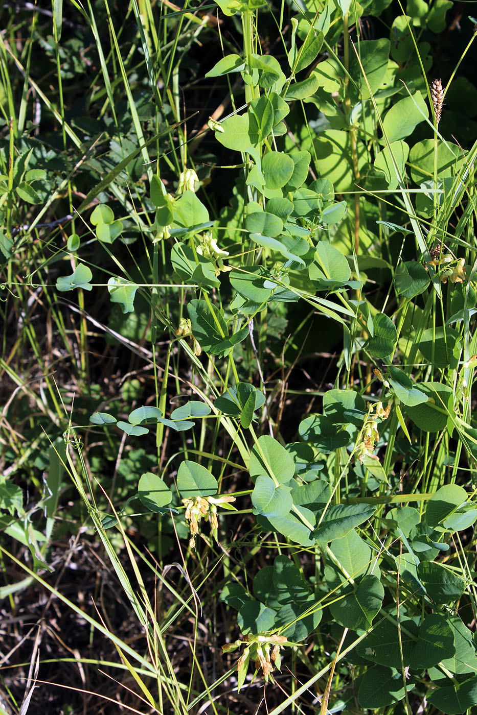 Image of Vicia pisiformis specimen.