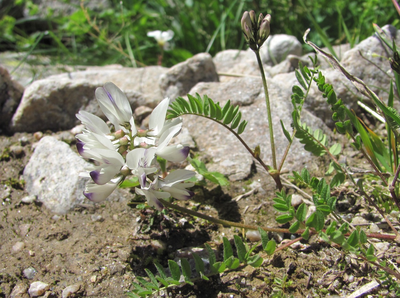 Image of Astragalus alpinus specimen.