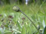 Pilosella officinarum