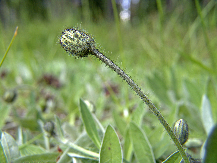 Изображение особи Pilosella officinarum.